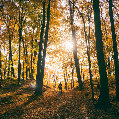 Un paseo por los bosques de otoño